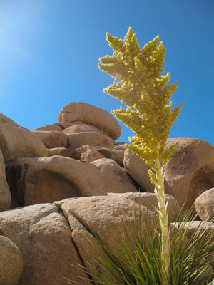 Joshua Tree National Park