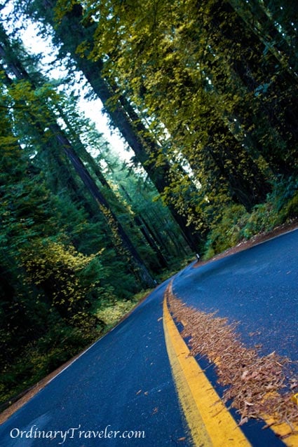 Road Trip - Avenue of the Giants, Humboldt