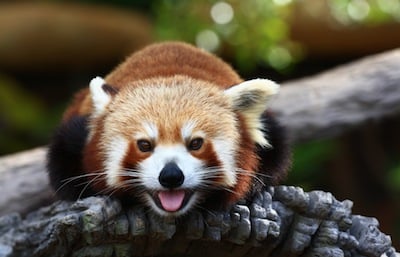 Red Panda Australia Zoo Red Panda Australia Zoo