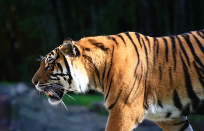 Bengal Tiger - Australia Zoo Bengal Tiger - Australia Zoo