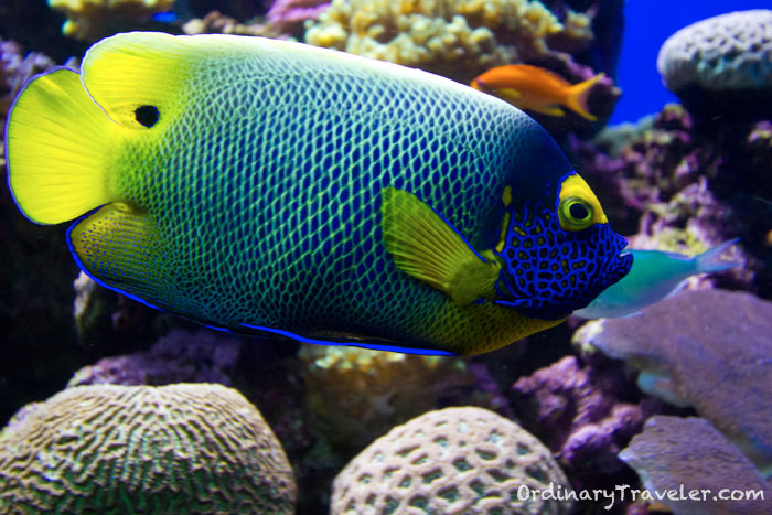 Colorful Fish - San Diego Sealife
