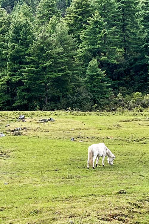 8 Reasons Bhutan is the Most Magical Place to Visit