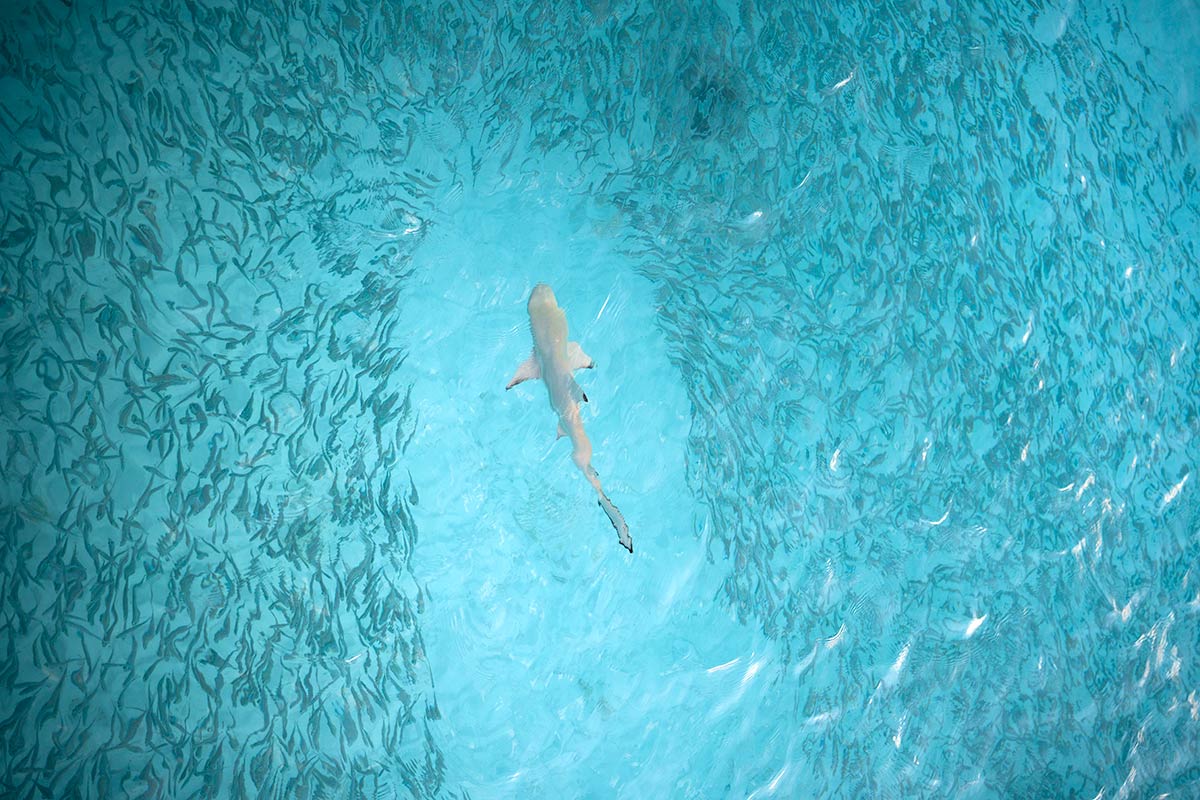 Reef Sharks at Iru Veli Sun Siyam Maldives