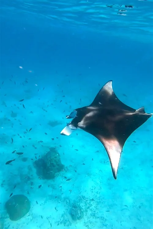 This Manta Ray Encounter In The Maldives Broke My Heart — Here’s What I Learned swim with manta rays in the maldives