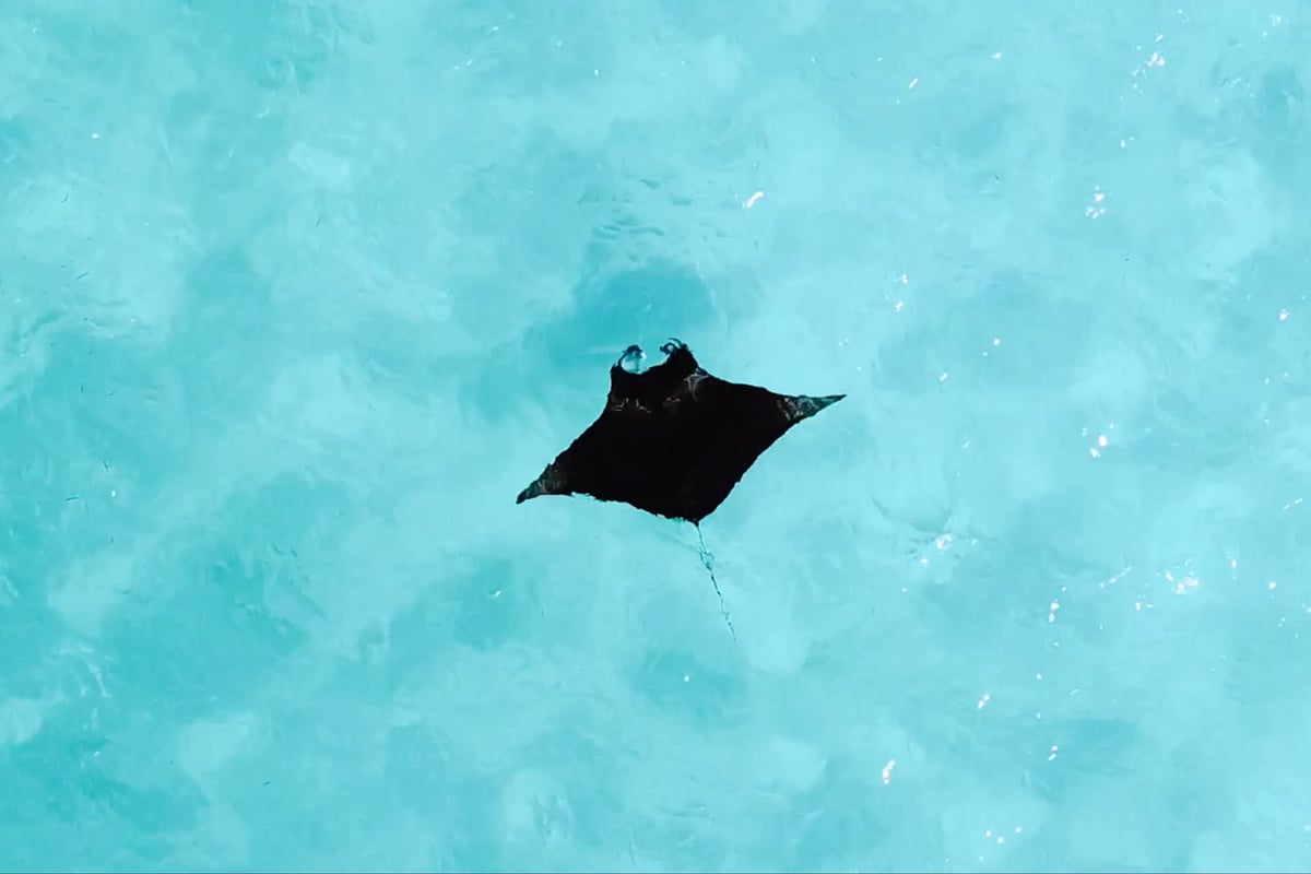 This Manta Ray Encounter In The Maldives Broke My Heart — Here’s What I Learned