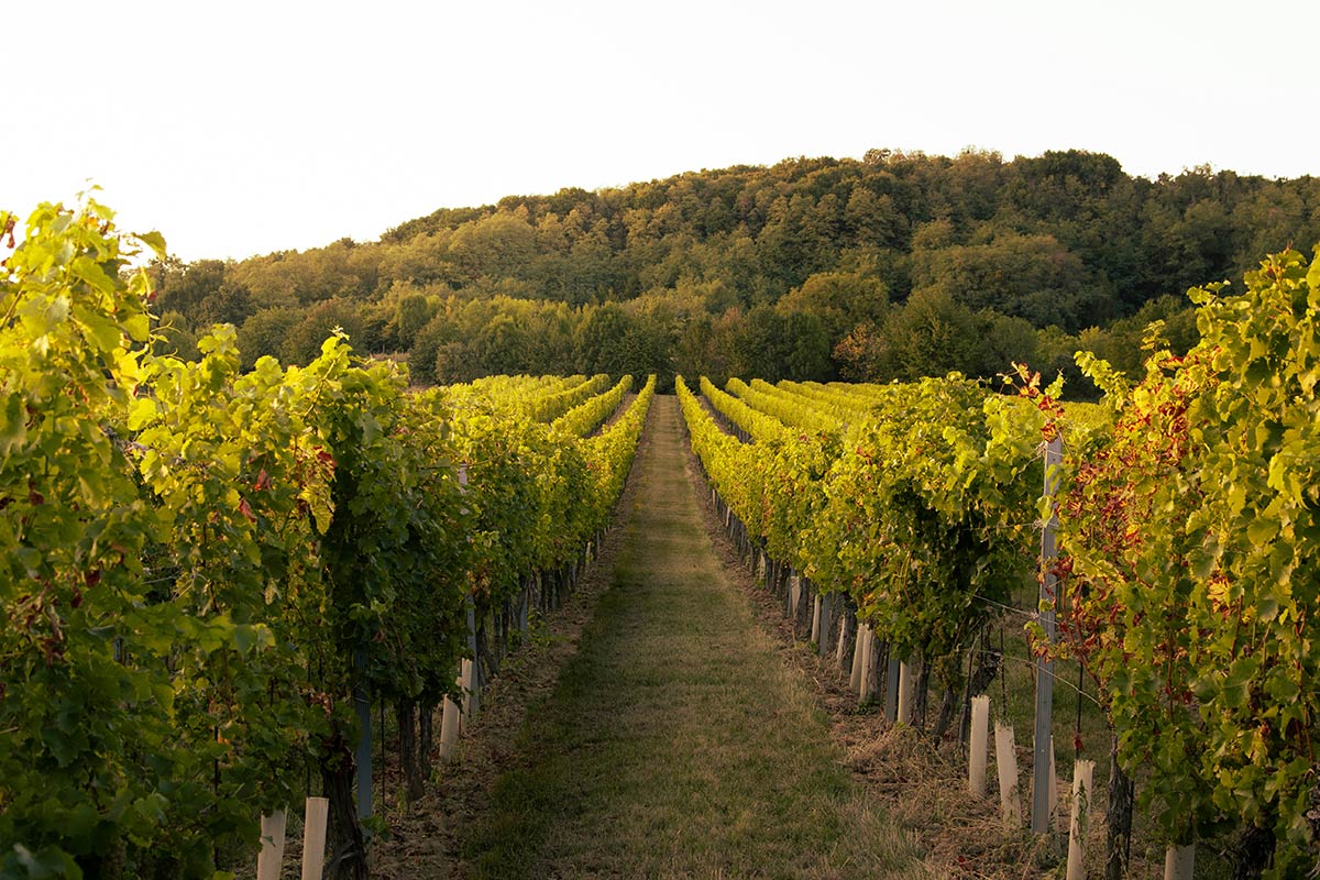 The Best Wineries And Breweries To Visit In Delaware