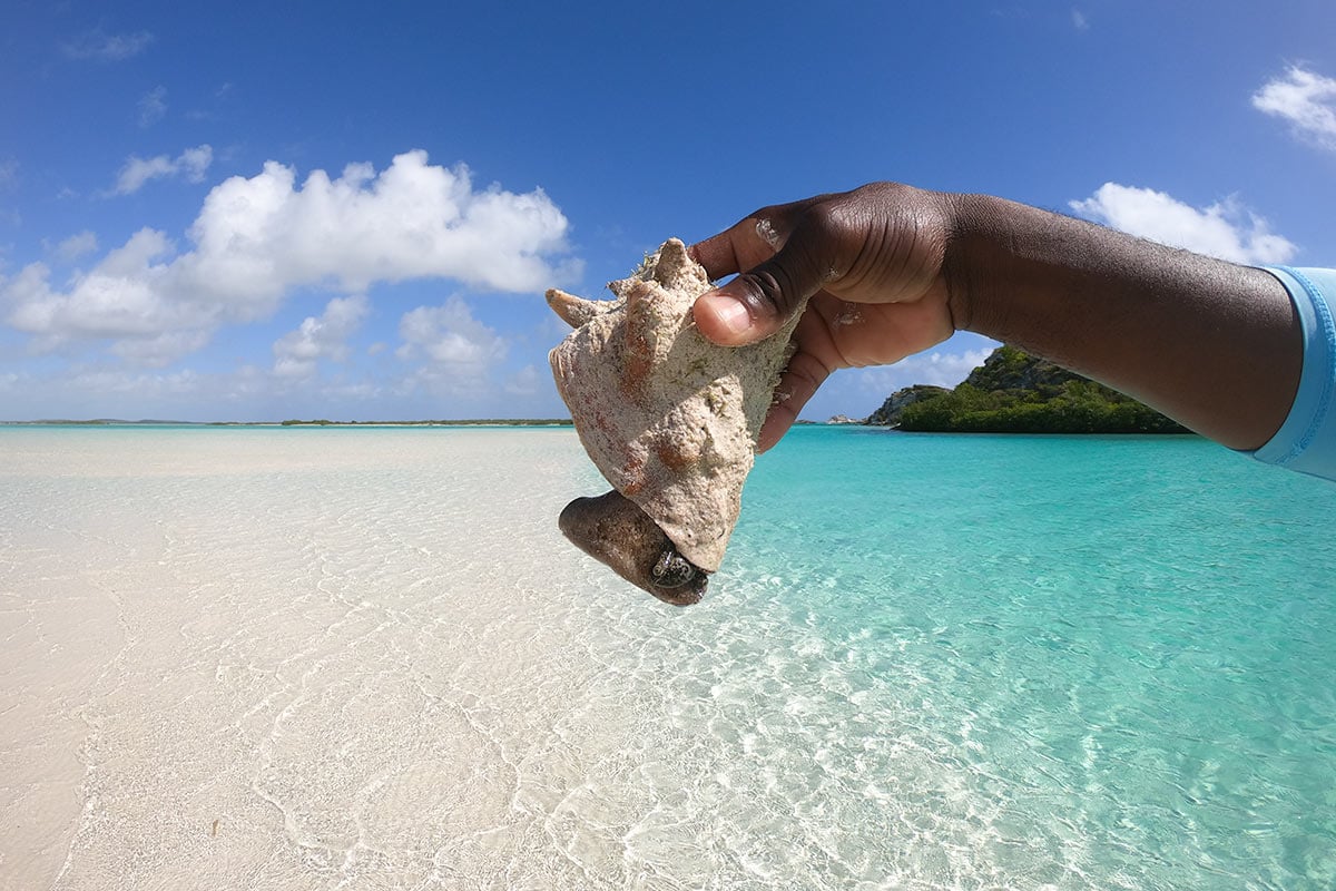 Is This The Caribbean’s Most Underrated Island? conch coming out of its shell South Caicos island Caribbean
