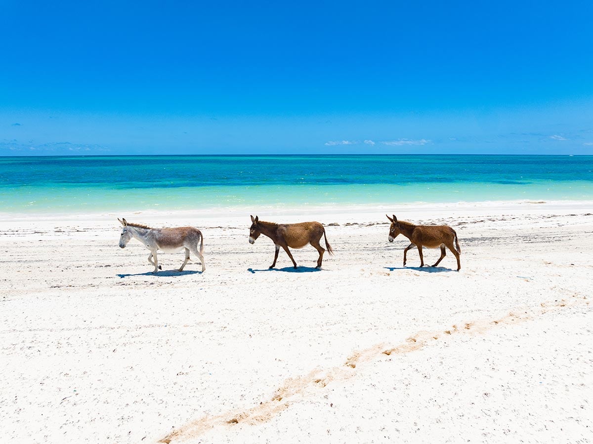 Is This The Caribbean’s Most Underrated Island? Wild Donkeys in South Caicos Caribbean