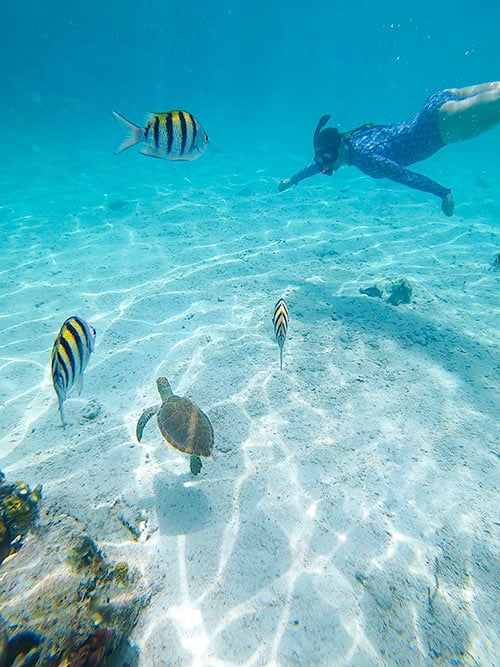 snorkeling with turtles in eleuthera bahamas