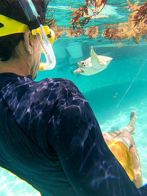 snorkeling with turtles in eleuthera bahamas