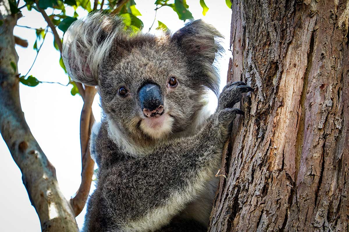 Great Ocean Road Koala